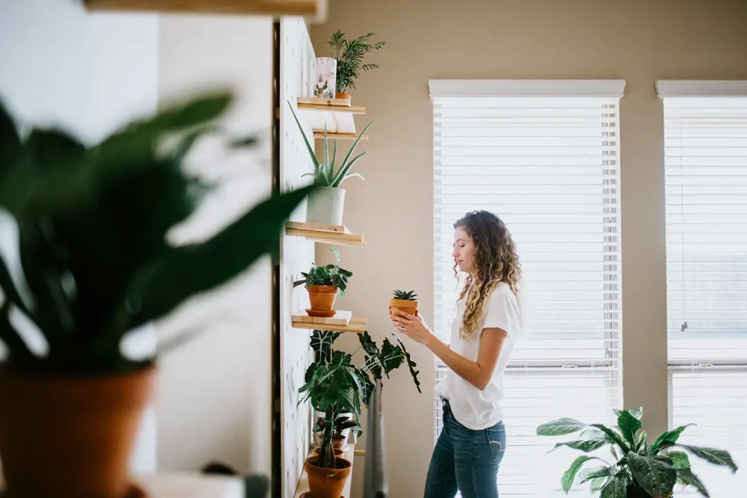 Houseplants for Beginners: Easy-Care Plants That Thrive