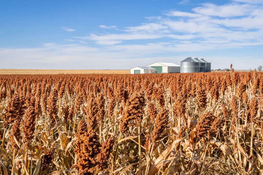 Kansas 101: Wheat Fields, Wizard of Oz, and Midwest Conservatism