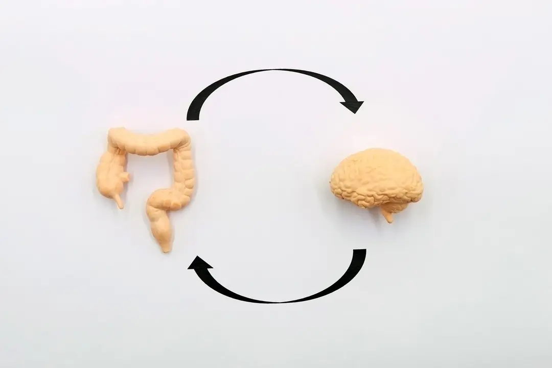 The Gut-Brain Connection: Why Your Diet Affects Your Mood