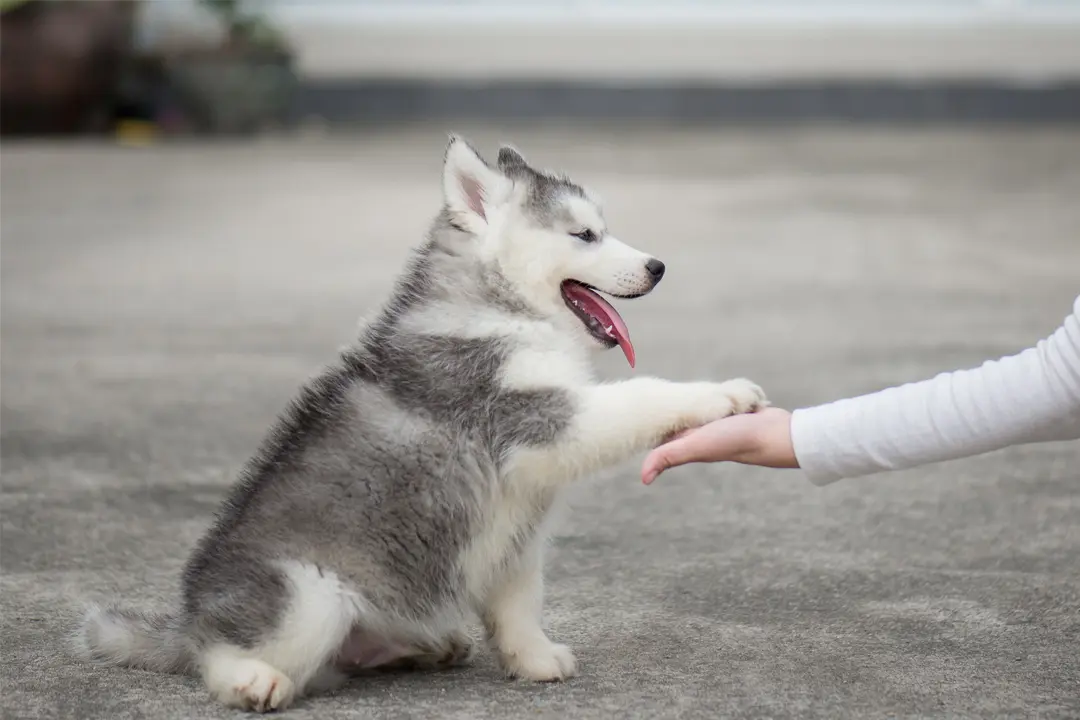 Puppy Training 101: The First 30 Days of Bringing a Dog Home
