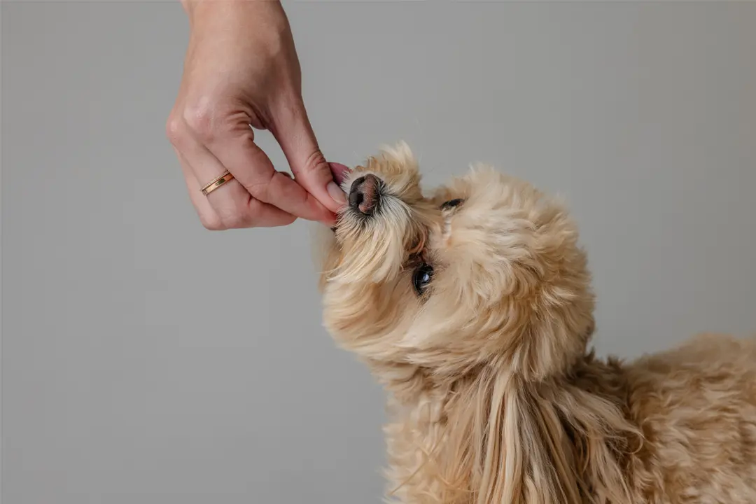 New Puppy Checklist: Everything You Need for Your First Week