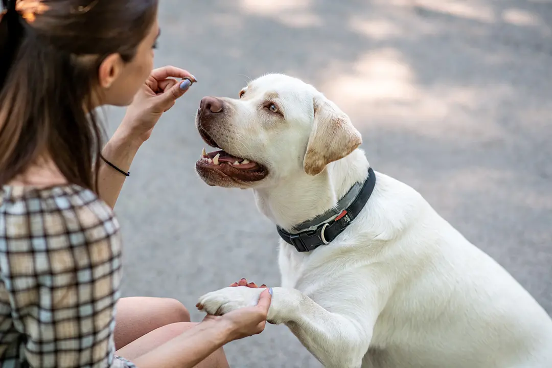 Understanding Your Dog's Body Language: A Visual Guide to Better Communication