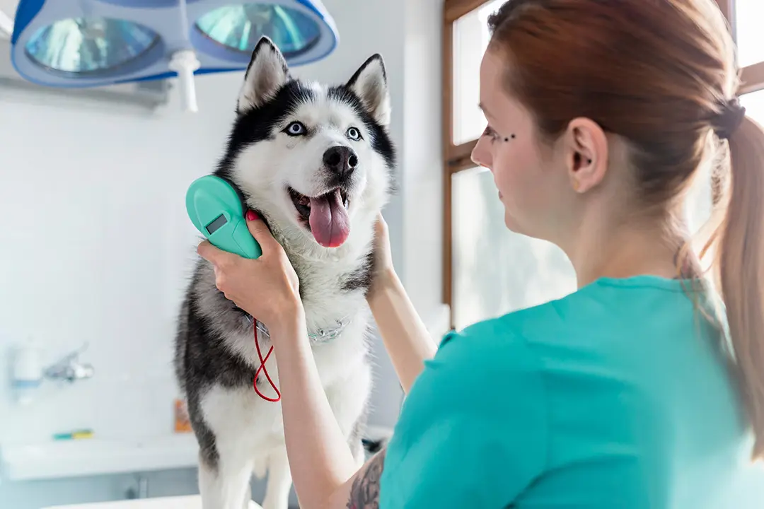 Holistic Pet Care: Natural Remedies for Common Dog and Cat Ailments